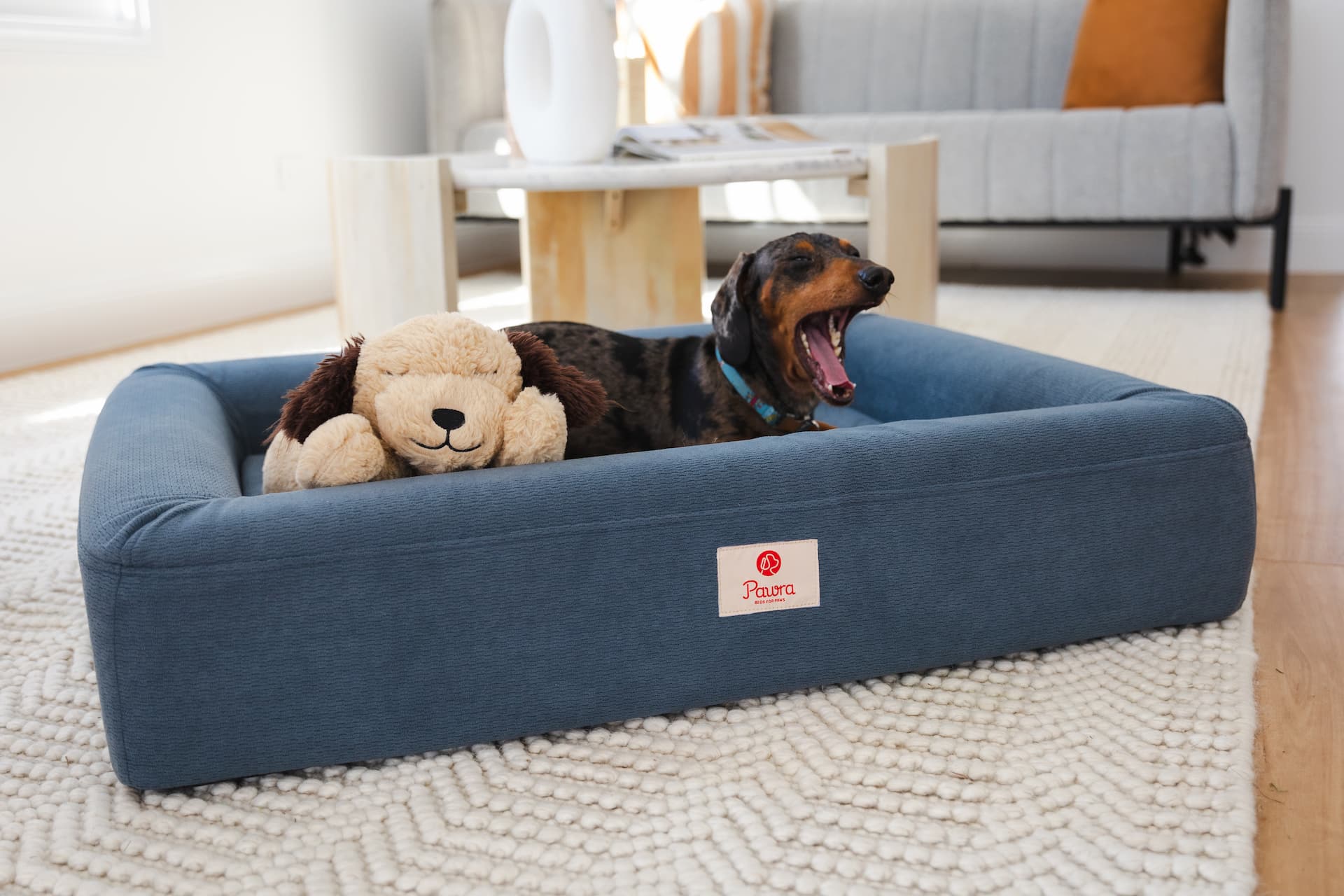 Dog beds – PAWRA